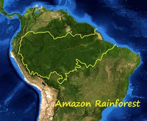 amazon rainforest rubber foam mattress native to Brazil tree