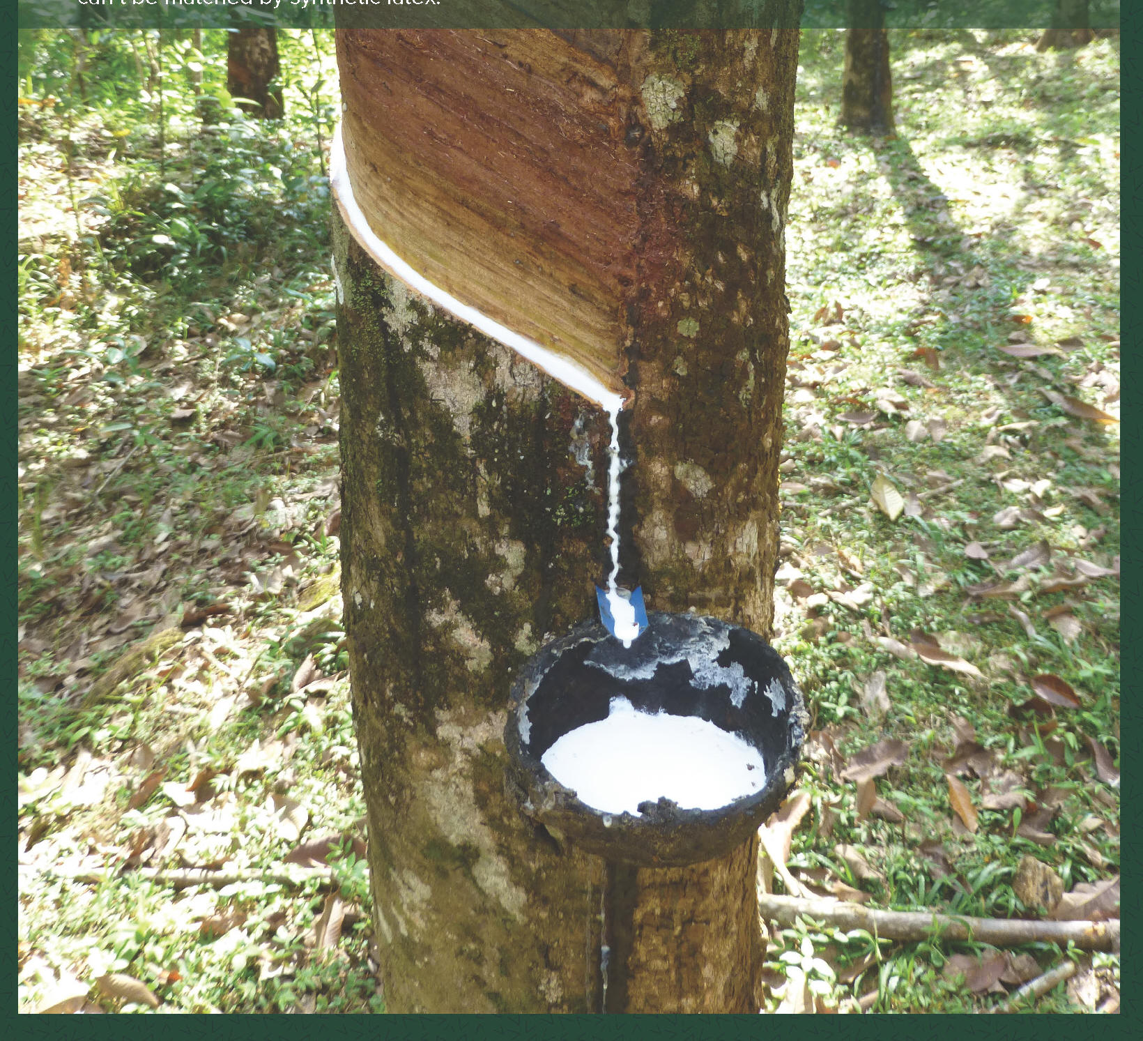 Phoenix Latex Mattress